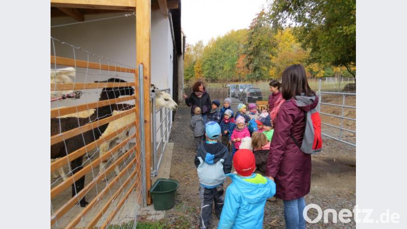 Die Kinder aus Bärnau genossen den Besuch bei den Lamas in Terschnitz. Bild: exb