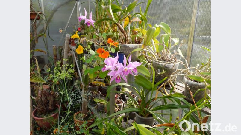 Auf einen traumhaften Sommer folgt ein blühender Orchideen-Herbst. Bild: rlö