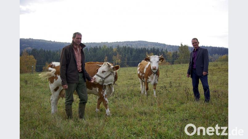 Da staunt der Hohenberger Bürgermeister Jürgen Hoffmann (rechts): Vom Aussterben bedroht sind die Hinterwälder Kühe. Bei Martin Dengler grasen sie ungestört auf der Weide. Beim Handwerker- und Erntemarkt am Wochenende haben sie ihren großen Auftritt. Bild: fph