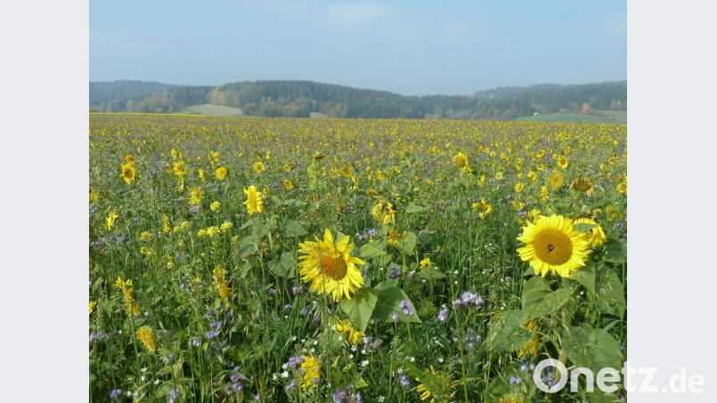 Fast bis zum Horizont: Ein riesiges buntes Feld mit Sonnenblumen und Bienenweide fällt an der Straße von Wildeppenried nach Pullenried ins Auge. Bild: Portner