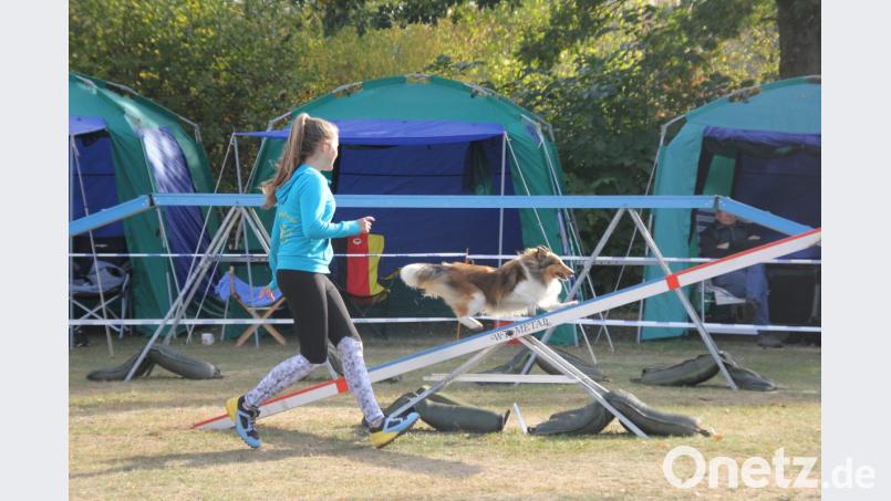 Die Bewältigung der Wippe im Parcours ist für Mensch und Hund immer wieder eine Herausforderung, die starke Nerven fordert. Bild: ads