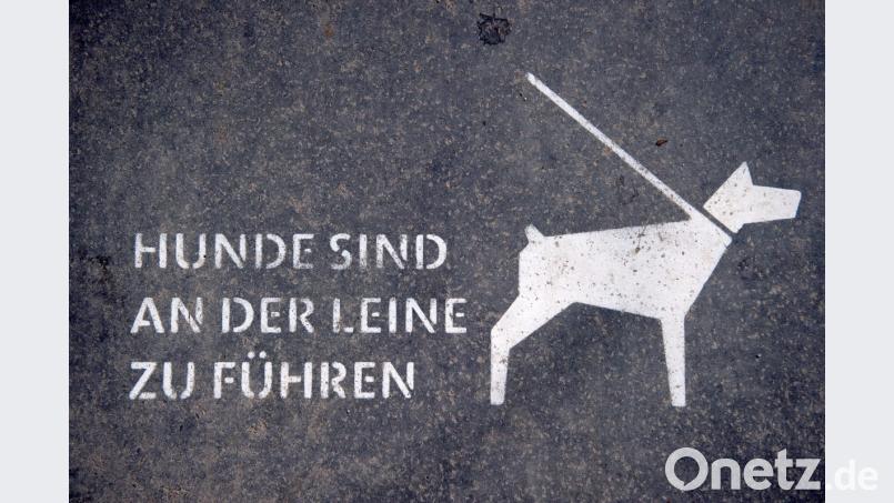 Bürgermeister Andreas Wutzlhofer habe keine Grundlage eine Anleinpflicht für alle Vierbeiner zu erlassen. Bild: Daniel Naupold/dpa