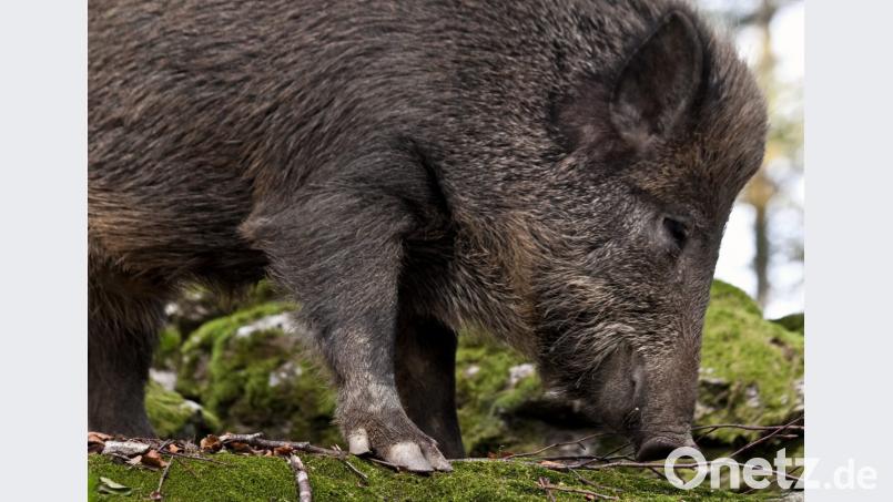 Der Einsatz der Nachtziel-Technik hat bewirkt, dass in einem bestimmten Revier in Tschechien die Wildschweine wieder tagaktiver geworden sind. Bild: tr