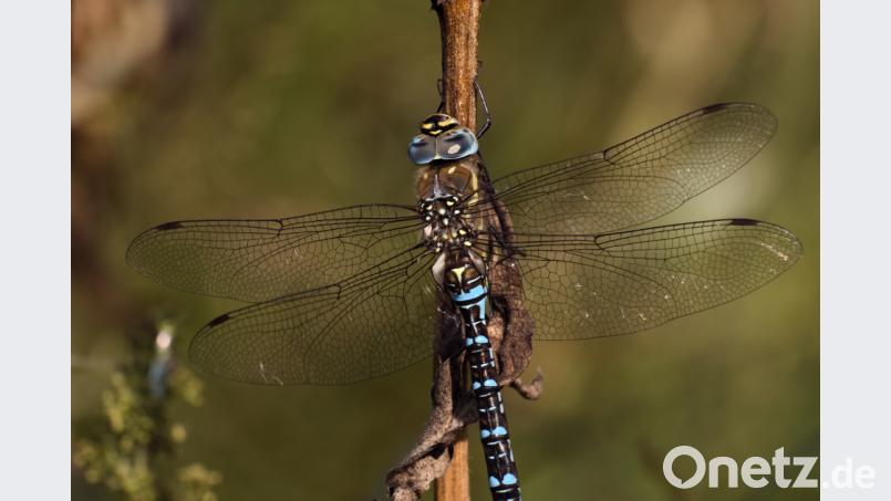 Libellen und viele weitere Insekten aus der Oberpfalz hat Thomas Stock in seinem Film festgehalten. Bild: Thomas Stock