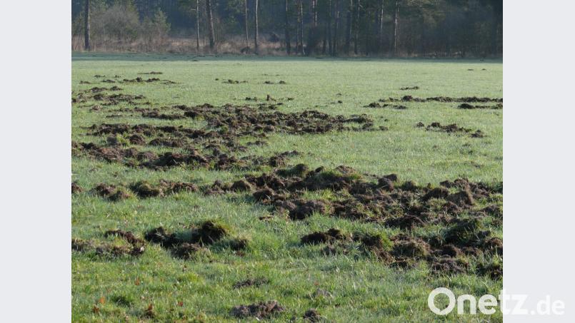Eine Wiese nach nächtlichem Sauenbesuch. Bild: tr