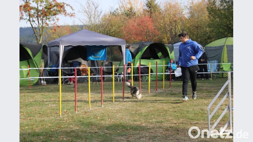 Geschicklichkeit muss der Hund beweisen, wenn er den Slalom ohne Fehler meistern soll. Bild: ads