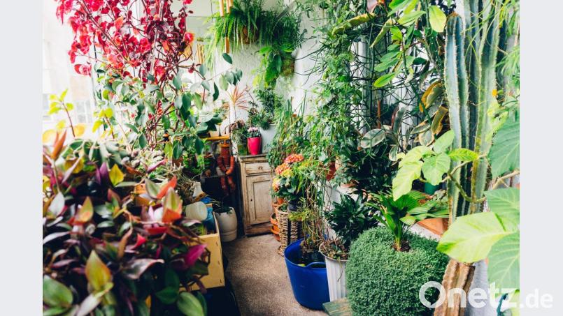 Düngen, Umtopfen, Gießen sind nicht nur naturnahe Erlebnisse für unsere Sinne, sondern fördern auch eine ganz besondere Verbindung zwischen uns und unseren Pflanzen. Bild: Travel_Master – stock.adobe.com