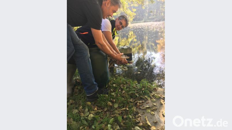 Erster Bürgermeister Peter Berek (links) und zweiter Bürgermeister Lutz Büttner (rechts) beim Einsetzen der Hechte im Schwanenweiher. Bild: exb