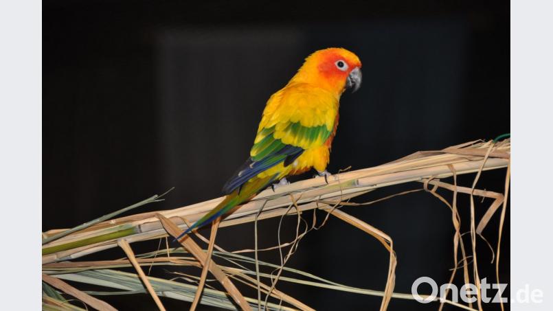 Süße Kerlchen sind bei der Vogelausstellung in der Stadthalle an diesem Wochenende zu bewundern. Fast 600 Piepmätze erwarten viele Besucher mit einem richtigen Pfeifkonzert. Bild: dob