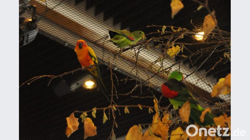 Süße Kerlchen sind bei der Vogelausstellung in der Stadthalle an diesem Wochenende zu bewundern. Fast 600 Piepmätze erwarten viele Besucher mit einem richtigen Pfeifkonzert. Bild: dob