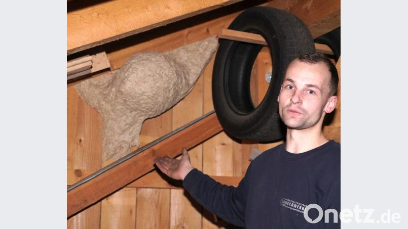 Christoph Fröhlich kann nun ungehindert das architektonische Wunderwerk der Wespen inspizieren Bild: fvo