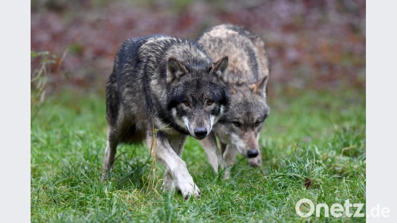 Symbolbild Bild: Symbolbild: Carsten Rehder/dpa