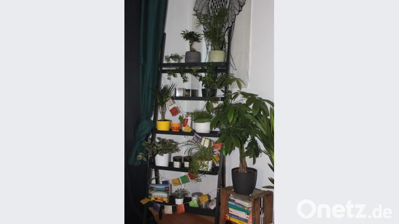 Eigentlich für draußen gedacht: Das Pflanzenregal Salladskål von Maria Oberleitner. Bild: olr