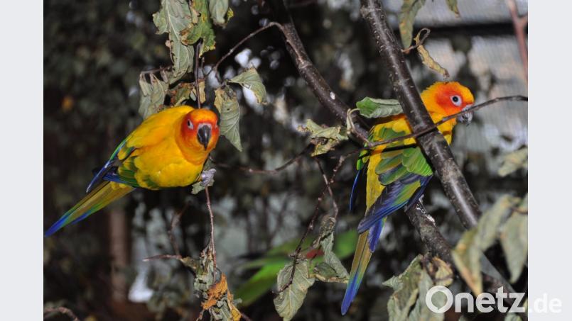 Süße Kerlchen sind bei der Vogelausstellung in der Stadthalle an diesem Wochenende zu bewundern. Fast 600 Piepmätze erwarten viele Besucher mit einem richtigen Pfeifkonzert. Bild: dob