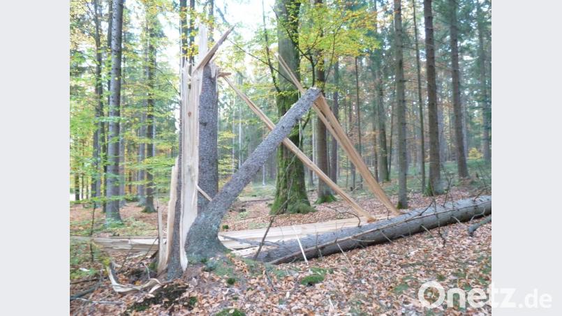 Windbruch und Käferholz lassen den Holzpreis sinken. Im Tännesberger Forst hat Sturm „Fabienne“ nahe Ödmiesbach (Gemeinde Teunz) etliche Schäden angerichtet. Bild: Portner, Gertraud