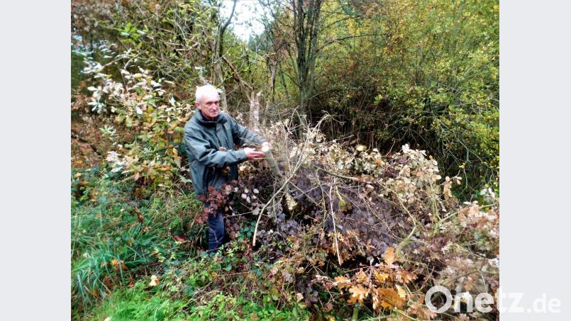 Im hinteren, weitgehend naturbelassenen Teil des Waldvereins-Grundstücks hat ein Naturverschandeler mit der Motorsäge gewütet und etliches Ast- und Stamm-Material einfach in das Grundstück geworfen. Naturschützer Bernd Bauer muss es nun entsorgen. Bild: jml