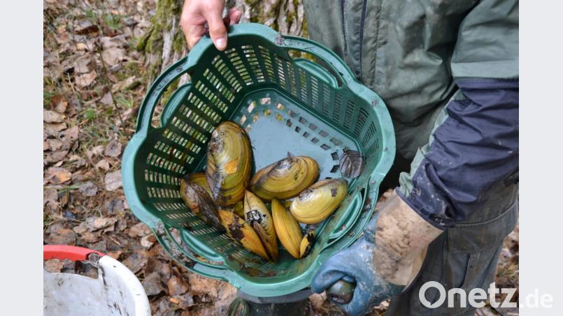 Sogar einige „Riesenmuscheln“ sind aufgetaucht. Bild: gi