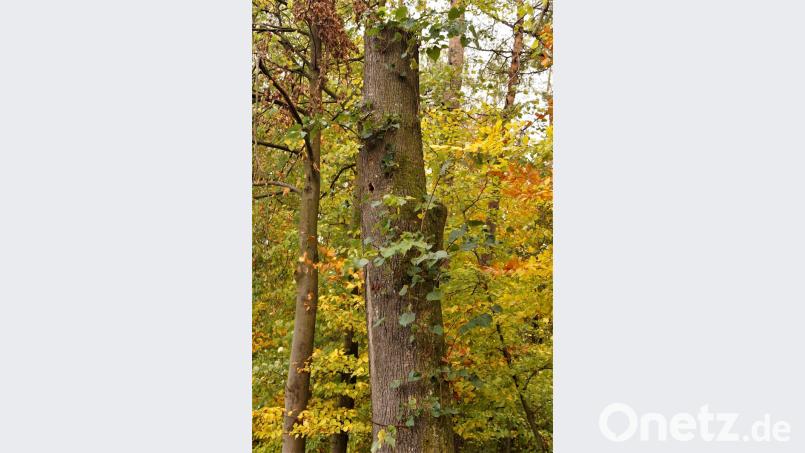 In der Linde hat der Specht seine Bleibe gefunden Bild: arw