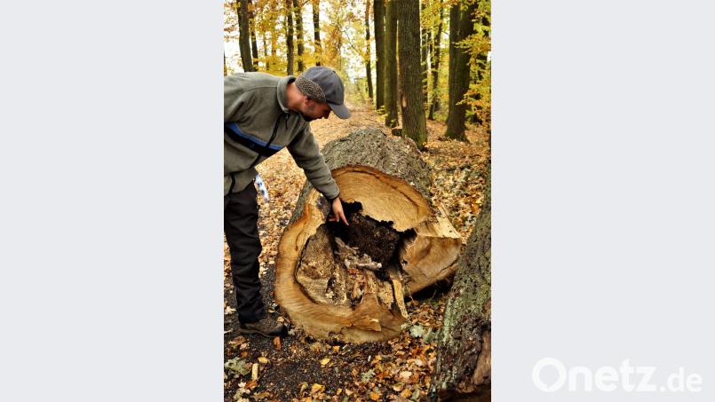 Selbst die starke Eiche ist innen morsch, wie Förster Andreas Arnold demonstriert. . Bild: arw