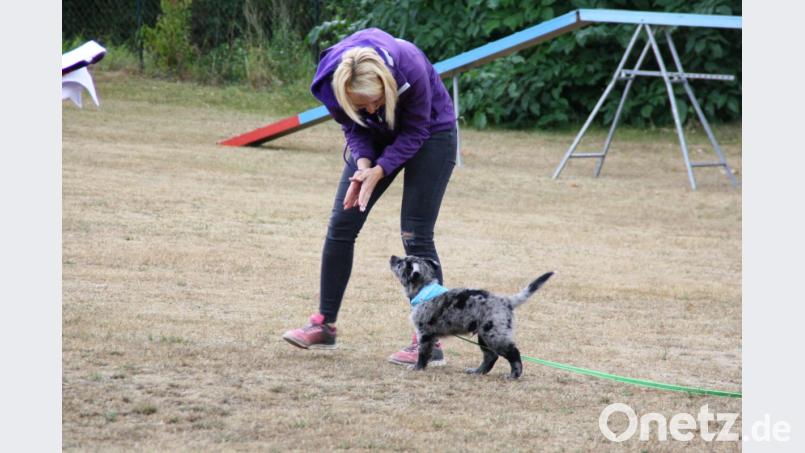 Hundeerziehung läuft über positive Verstärkung. Hat der Hund Gehorsam geleistet oder seine Aufgabe gut erledigt, erwartet er eine Belohnung. Bild: Adele Schütz