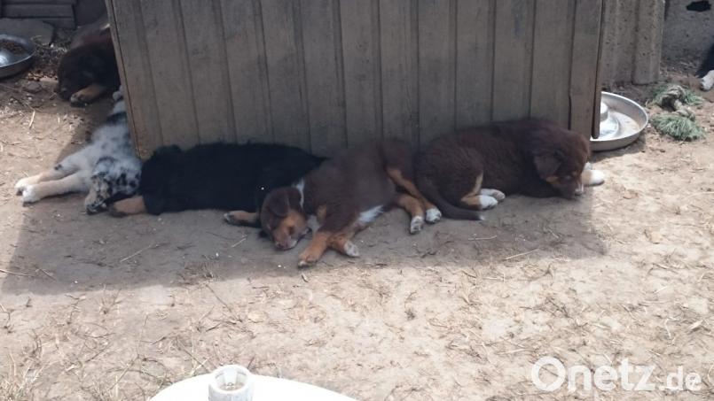 Hunde sind Rudeltiere und so lieben es die Welpen gemeinsam ein kleines Nickerchen zu machen, bevor es wieder zum Herumtoben geht. Bild: Adele Schütz