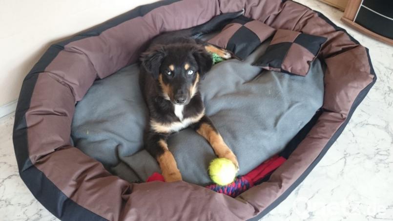 Junge Hunde brauchen eine klare Anweisung ihres Platzes und da ist ein Hundekorb ideal dafür. Bild: Adele Schütz