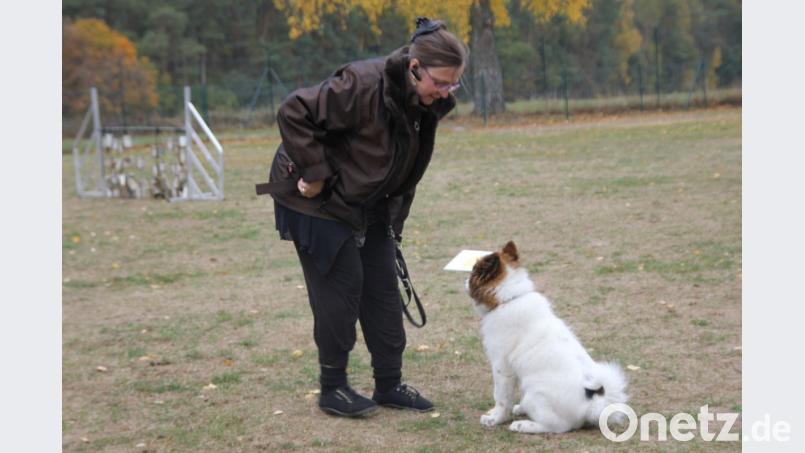Junge Hunde lernen schnell. Bild: Adele Schütz