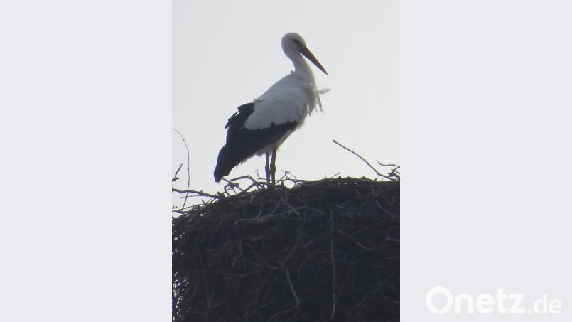 Einsam thront der Nabburger Storch auf seinem Horst. Er hat sich entschieden, hier zu überwintern. Bild: Tietz