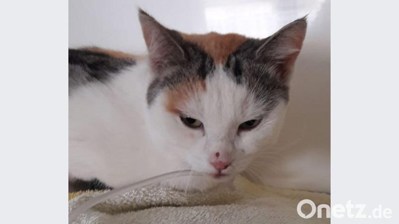 Ein Unbekannter hat am Samstag bei Vilseck diese Katze aus einem fahrenden Auto geworfen. Das Tier wurde dabei so schwer verletzt, dass es inzwischen gestorben ist. Bild: exb