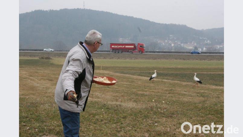 Storchenbetreuer Karl Beer hat die Nabburger Störche in so manchem harten Winter mit Eintagsküken gefüttert. Auch heuer sah es so aus, als wollten die Altstörche hier überwintern, während es den Nachwuchs in den Süden zog. Nun hält nur noch ein Storch die Stellung auf dem Horst . Bild: bl