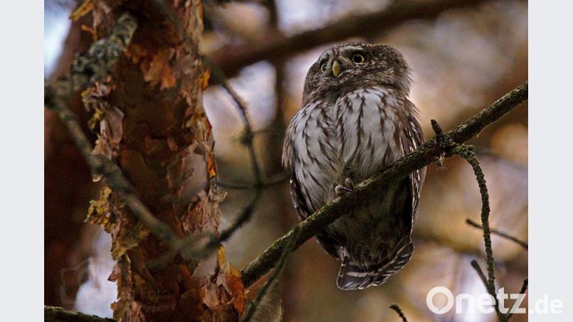 Der Sperlingskauz ist so klein wie ein Spatz. Dieses Exemplar hat Alfred Voss in Weiden fotografiert, &quot;nicht weit von West IV entfernt&quot;, wie er verrät. Den genauen Standort, an dem seine Bilder entstanden sind, hält der Naturfotograf grundsätzlich geheim. Bild: Alfred Voss