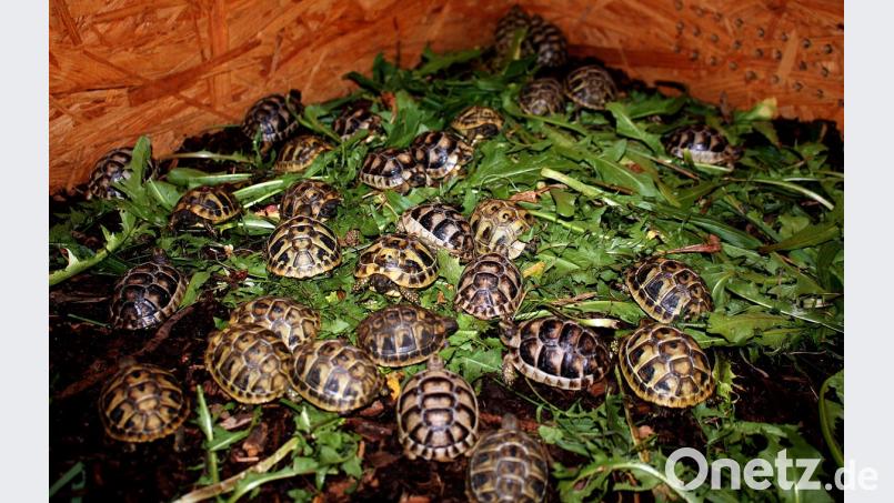 Die weiteren im Brutapparat heuer gezogenen Schildkröten, die noch vor der Überwinterung mit Löwenzahnblättern, Breitwegerich und Klee gefüttert werden, ehe es in den Winterschlaf geht. Bild: zer