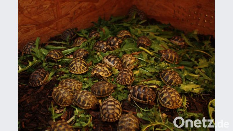 Die weiteren im Brutapparat heuer gezogenen Schildkröten, die noch vor der Überwinterung mit Löwenzahnblättern, Breitwegerich und Klee gefüttert werden, ehe es in den Winterschlaf geht. Bild: zer