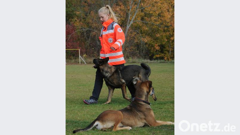 „Platz“ heißt, den Befehl eisern zu befolgen - selbst wenn ein vorbeilaufender Hund durchaus interessant sein könnte. Bild: gf