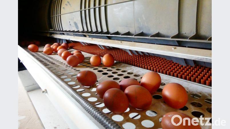 Die Eier rollen von den Legenestern auf das Gitter, wo sie über eine Klappe von außen eingesammelt werden können. Bild: ils