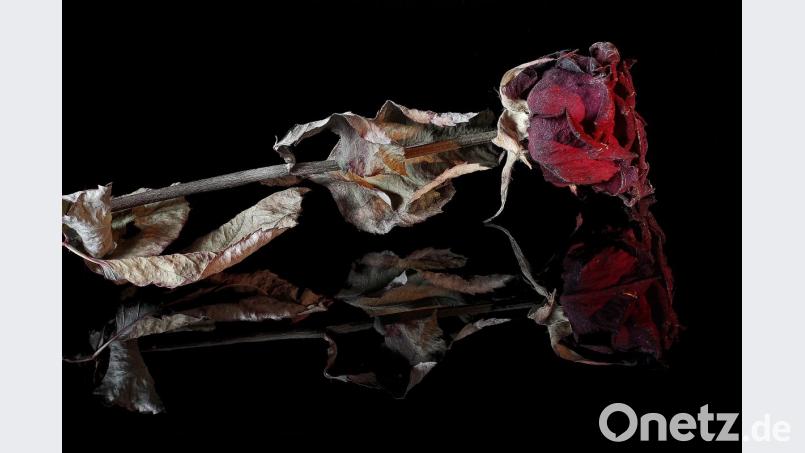 „Rose“: Die getrocknete Rose spiegelt sich auf einer schwarzen, glänzenden Plexiglasscheibe. Als Lichtquelle dient Striegl nur einfallendes Licht durch ein Fenster. Bild: Max Striegl