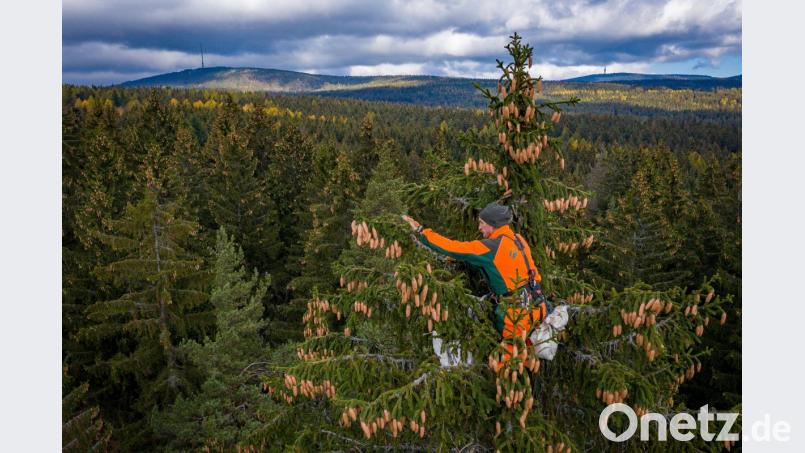 Ein Arbeitsplatz in luftiger Höhe: Forstwirt Peter Buchbinder erklimmt bei der Ernte von Fichtenzapfen im Forstbetrieb Fichtelberg der Bayerischen Staatsforsten die höchsten Bäume. Bild: exb