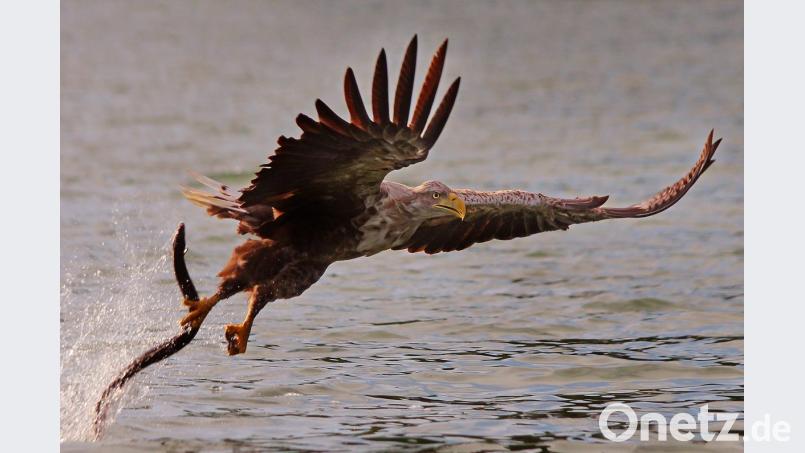 „Seeadler“: Die Aufnahme entstand bei den Feldberger Seen in Mecklenburg-Vorpommern. Ein Ranger lockte das Tier mit einem toten Fisch aufs offene Wasser. Bild: Max Striegl