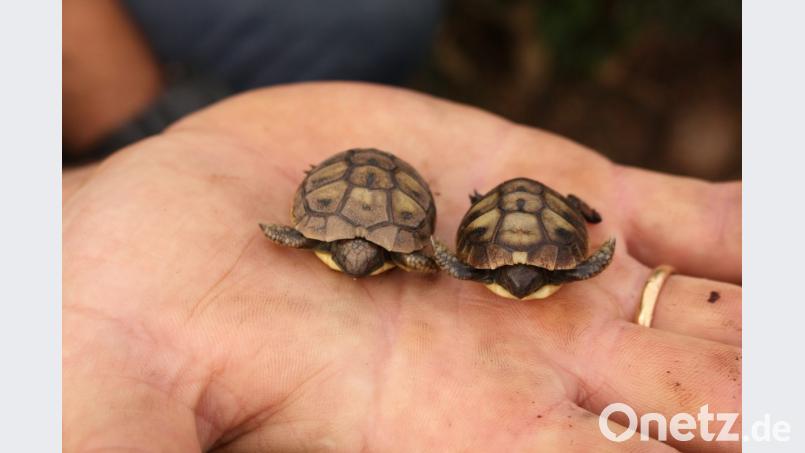 Die zwei beiden Naturbrut-Babys auf der Hand. Bild: zer
