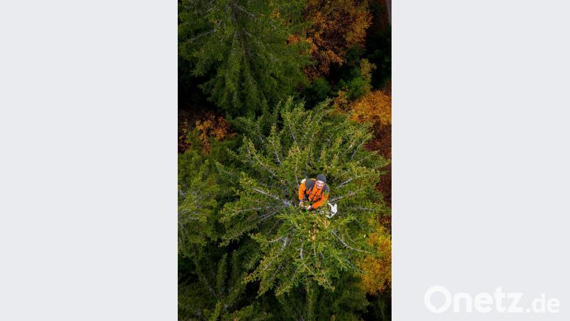 Ein Arbeitsplatz in luftiger Höhe: Forstwirt Peter Buchbinder erklimmt bei der Ernte von Fichtenzapfen im Forstbetrieb Fichtelberg der Bayerischen Staatsforsten die höchsten Bäume. Bild: exb