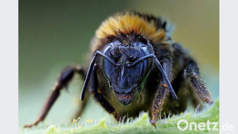 „Hummel nach dem Regen“: Max Striegl fand dieses pitschnasse Tier auf dem Blatt einer Sonnenblume in seinem Garten. Bild: Max Striegl