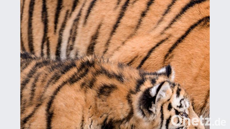 Die neue Trendfarbe: schwarz-orange. Bild: Axel Heimken/dpa