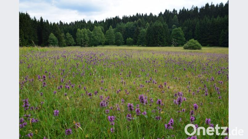 Weil es bei der Wahl zum schönsten Naturwunder Deutschlands 2018 auf jede Stimme ankommt, solllen möglichst viele die Flachmoorwiese Kainzbachtal (Bild) bis zum 2. September 2018 anklicken. Bild: es