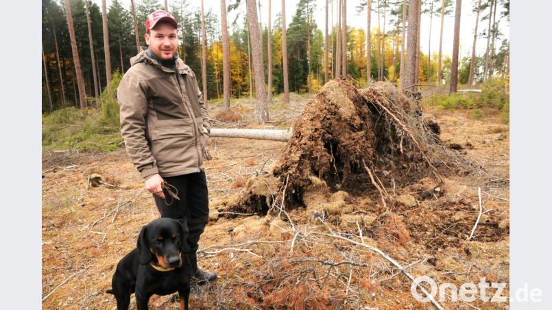 Sturmwürfe entdecken und aufarbeiten lassen, ist eine der Aufgaben von Förster Julian Sauter. Stets dabei ist Erco, der österreichische Brandlbracken-Rüde. Auch er hat Tradition: Bracken sind die ältesten Jagdhunde Europas. Bild: ge