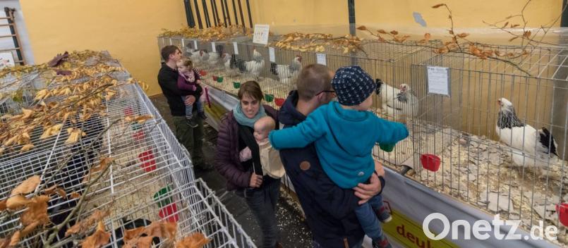 Lautstark lockt das Federvieh die Besucher zu sich. Bild: dtr