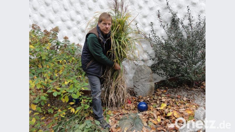 Ziergräser sollten vor dem Winter zusammengebunden werden, damit keine Staunässe und Fäulnis entsteht. Bild: privat
