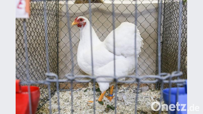 1. Vereinsmeister Jugend Bladek Simon (Zwerg-Wyandotten weiß) Bild: egl