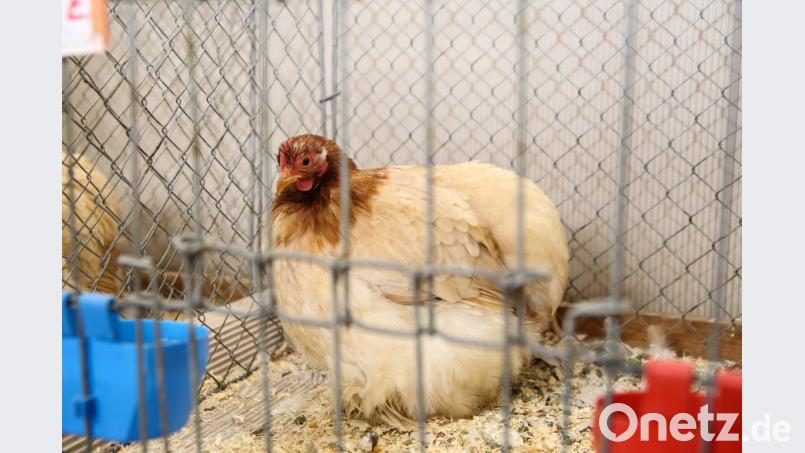 2. Vereinsmeister Jugend Fahrmer Keira (Zwerg-Cochin gold-weizenfarbig) Bild: egl