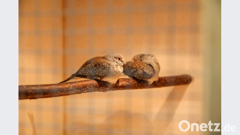 Diamantentauben aus Australien Bild: egl