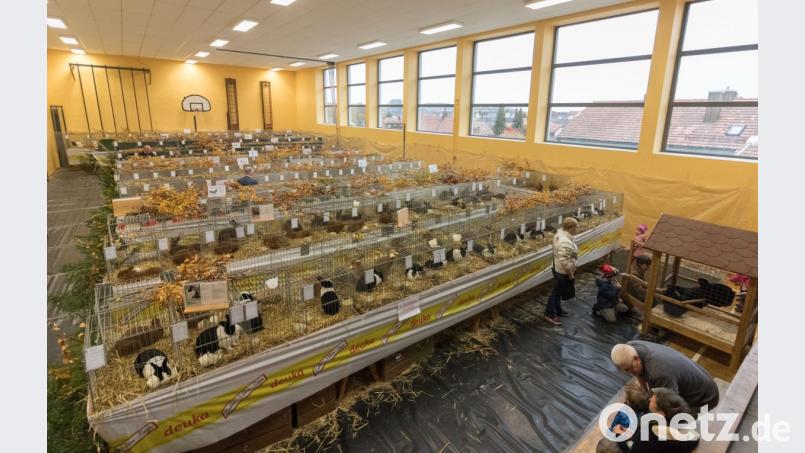Insgesamt 300 Tiere unterschiedlichster Rassen bestaunen die Besucher. Bild: dtr